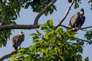 vogel fotografie, vogel afbeelding, meest mooi vogel fotografie, natuur fotografie foto