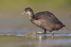 vogel fotografie, vogel afbeelding, meest mooi vogel fotografie, natuur fotografie foto