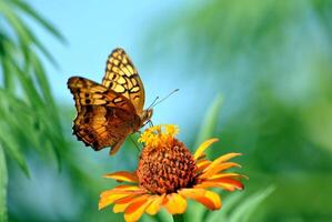 monarch, mooi vlinder fotografie, mooi vlinder Aan bloem, macro fotografie, mooi natuur foto