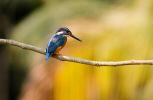 vogel fotografie, vogel afbeelding, meest mooi vogel fotografie, natuur fotografie foto