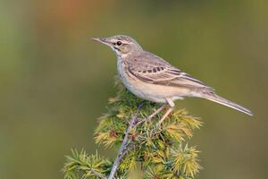 vogel fotografie, vogel afbeelding, meest mooi vogel fotografie, natuur fotografie foto