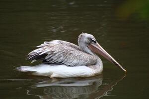 vogel fotografie, vogel afbeelding, meest mooi vogel fotografie, natuur fotografie foto