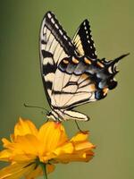 monarch, mooi vlinder fotografie, mooi vlinder Aan bloem, macro fotografie, mooi natuur foto