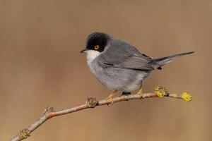 vogel fotografie, vogel afbeelding, meest mooi vogel fotografie, natuur fotografie foto