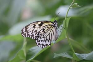 monarch, mooi vlinder fotografie, mooi vlinder Aan bloem, macro fotografie, mooi natuur foto