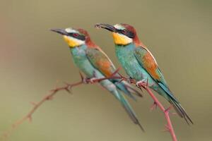 vogel fotografie, vogel afbeelding, meest mooi vogel fotografie, natuur fotografie foto