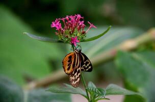 monarch, mooi vlinder fotografie, mooi vlinder Aan bloem, macro fotografie, mooi natuur foto