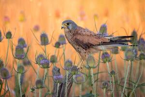 vogel fotografie, vogel afbeelding, meest mooi vogel fotografie, natuur fotografie foto