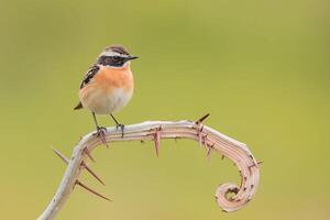 vogel fotografie, vogel afbeelding, meest mooi vogel fotografie, natuur fotografie foto