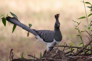 vogel fotografie, vogel afbeelding, meest mooi vogel fotografie, natuur fotografie foto