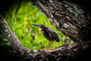 vogel fotografie, vogel afbeelding, meest mooi vogel fotografie, natuur fotografie foto