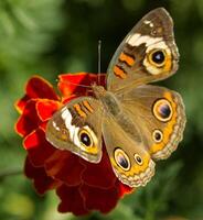 monarch, mooi vlinder fotografie, mooi vlinder Aan bloem, macro fotografie, mooi natuur foto