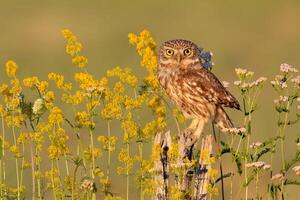 vogel fotografie, vogel afbeelding, meest mooi vogel fotografie, natuur fotografie foto