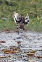 vogel fotografie, vogel afbeelding, meest mooi vogel fotografie, natuur fotografie foto