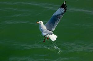 vogel fotografie, vogel afbeelding, meest mooi vogel fotografie, natuur fotografie foto