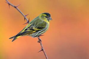 vogel fotografie, vogel afbeelding, meest mooi vogel fotografie, natuur fotografie foto