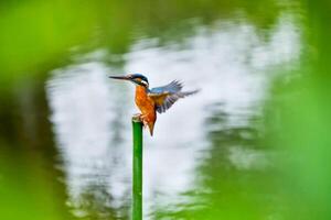 vogel fotografie, vogel afbeelding, meest mooi vogel fotografie, natuur fotografie foto