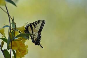 monarch, mooi vlinder fotografie, mooi vlinder Aan bloem, macro fotografie, mooi natuur foto