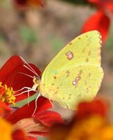 monarch, mooi vlinder fotografie, mooi vlinder Aan bloem, macro fotografie, mooi natuur foto