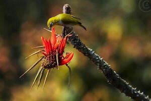 vogel fotografie, vogel afbeelding, meest mooi vogel fotografie, natuur fotografie foto