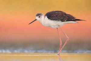 vogel fotografie, vogel afbeelding, meest mooi vogel fotografie, natuur fotografie foto