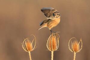 vogel fotografie, vogel afbeelding, meest mooi vogel fotografie, natuur fotografie foto