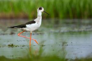 vogel fotografie, vogel afbeelding, meest mooi vogel fotografie, natuur fotografie foto