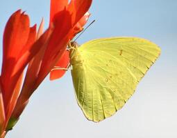 monarch, mooi vlinder fotografie, mooi vlinder Aan bloem, macro fotografie, mooi natuur foto