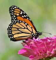 monarch, mooi vlinder fotografie, mooi vlinder Aan bloem, macro fotografie, mooi natuur foto