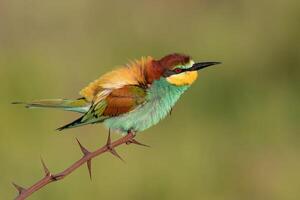 vogel fotografie, vogel afbeelding, meest mooi vogel fotografie, natuur fotografie foto