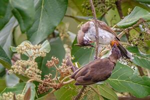 vogel fotografie, vogel afbeelding, meest mooi vogel fotografie, natuur fotografie foto