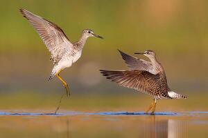 vogel fotografie, vogel afbeelding, meest mooi vogel fotografie, natuur fotografie foto