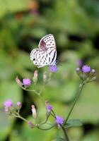 monarch, mooi vlinder fotografie, mooi vlinder Aan bloem, macro fotografie, mooi natuur foto