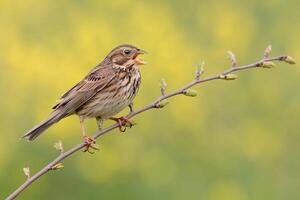 vogel fotografie, vogel afbeelding, meest mooi vogel fotografie, natuur fotografie foto