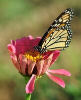 monarch, mooi vlinder fotografie, mooi vlinder Aan bloem, macro fotografie, mooi natuur foto