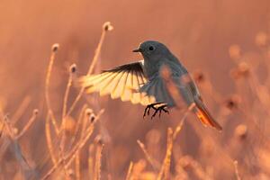 vogel fotografie, vogel afbeelding, meest mooi vogel fotografie, natuur fotografie foto