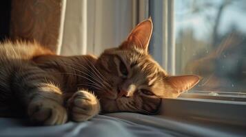 ai gegenereerd sereen kat rust Aan zonovergoten vensterbank staren direct in camera met zacht wazig achtergrond foto