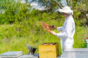 imker in bescherming pak werken met honingraat. geel bijenkorf met bijen zwermen in de omgeving van. foto