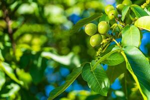 groen okkernoot fruit tussen bladeren. zonnig voorjaar dag. rauw okkernoot. walnoten in een groen schelp. foto