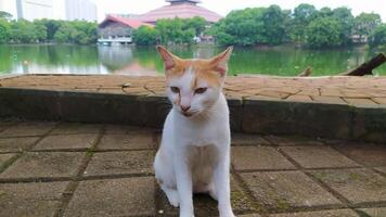 een kat zittend Aan de grond in de buurt een meer foto