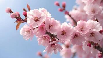 ai gegenereerd kers bloesem in lente, roze sakura bloemen Aan blauw lucht achtergrond foto