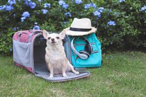 bruin chihuahua hond zittend in voorkant van roze reiziger huisdier vervoerder zak met rugzak, hoofdtelefoons en hoed, Aan groen gras in de tuin met Purper bloemen. foto