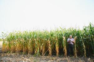 boer in de veld- controle maïs planten gedurende een zonnig zomer dag, landbouw en voedsel productie concept foto