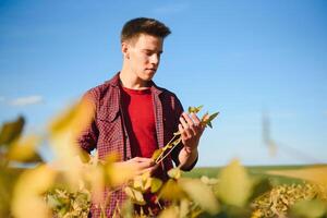 agronoom inspecteren soja Boon gewassen groeit in de boerderij veld. landbouw productie concept. jong agronoom onderzoekt soja Bijsnijden Aan veld- in zomer. boer Aan soja veld- foto