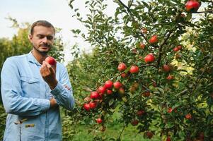jong Mens bewondert appels in de boom. foto