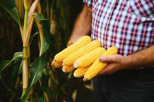 geschild zoet maïs kolven in boer hand- Aan maïs veld- achtergrond foto