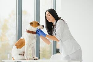 vrouw dierenarts Aan dier kliniek met dierenarts, genezing huisdier. foto