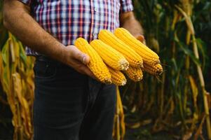 geschild zoet maïs kolven in boer hand- Aan maïs veld- achtergrond foto