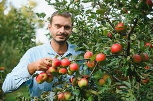 kiezen de het beste appels. gelukkig jong Mens boer uitrekken uit hand- naar rijp appel en glimlachen terwijl staand in de tuin foto