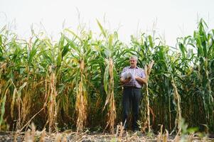 boer inspecteren maïs maïskolf Bij zijn veld- foto